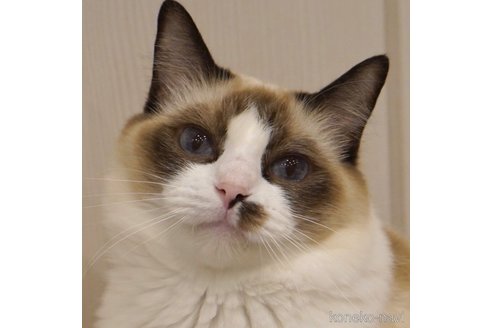 ほたてちゃん1枚目
